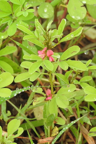 Indigofera trifoliata, photograph 2