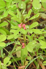 author not stated, no rights reserved Indigofera trifoliata, photograph author not stated, no rights reserved