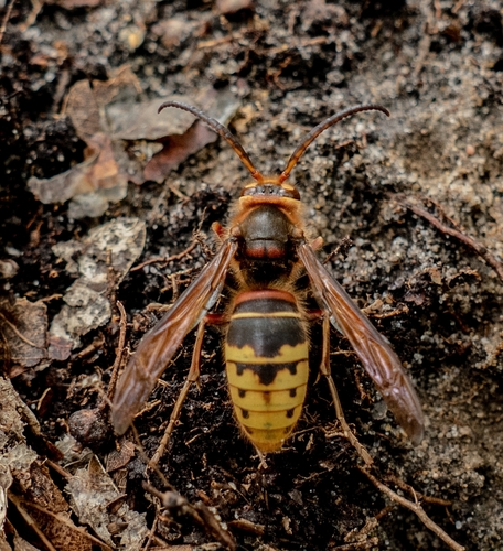 European Hornet
