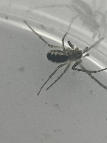 Neriene peltata