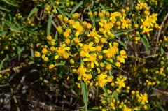 Barkleyanthus salicifolius