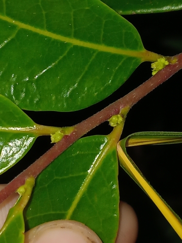 Glochidion billardierei observed 2026-09-14