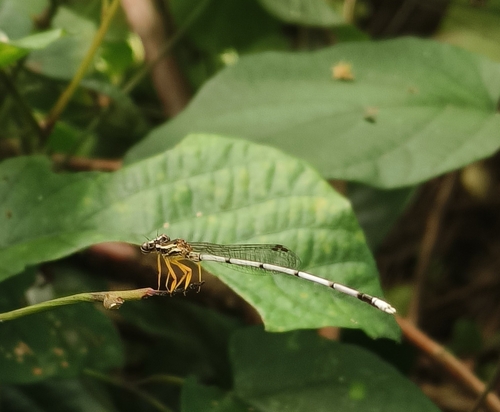 Yellow featherlegs