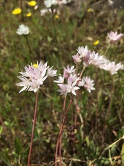 Allium amplectens