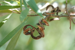 Acacia maidenii, photograph (c) Max Campbell, some rights reserved (CC BY)