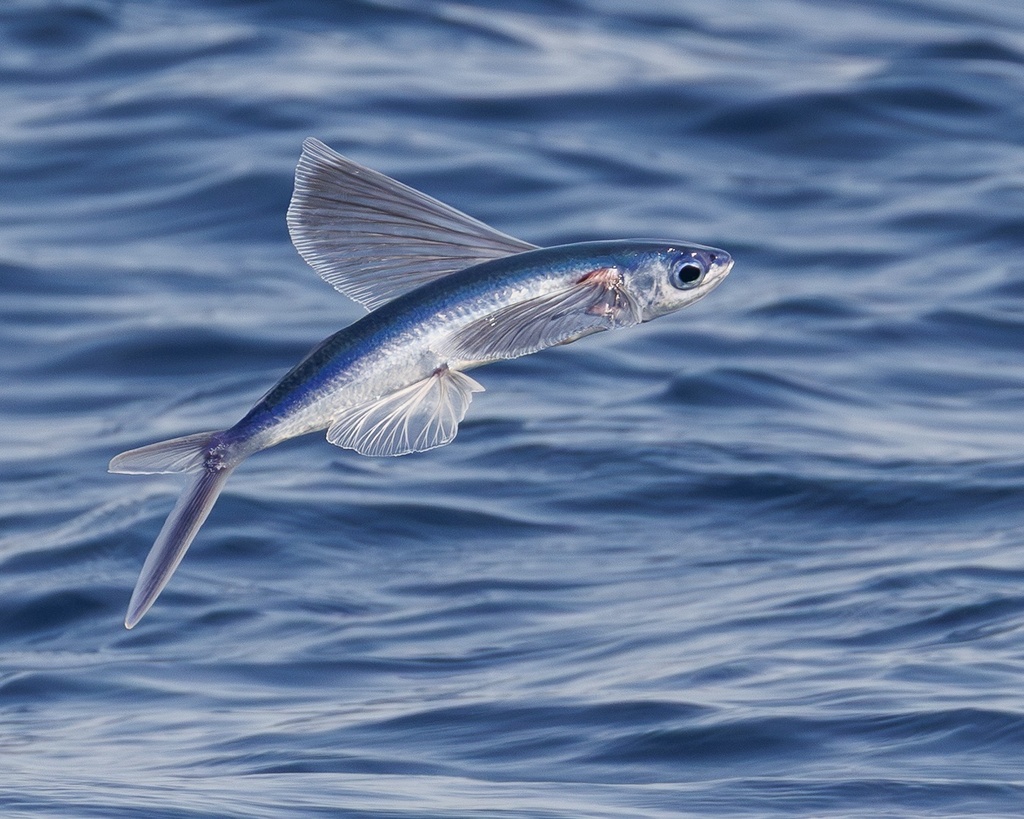 California Flyingfish