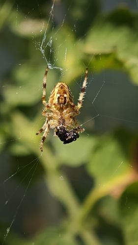 Cross Orbweaver