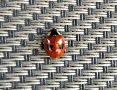 Two-spotted Lady Beetle