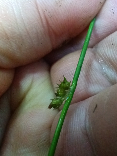 Juncus filiformis, photograph 3