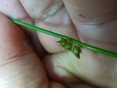 Juncus filiformis, photograph (c) Михаил Языков, some rights reserved (CC BY)