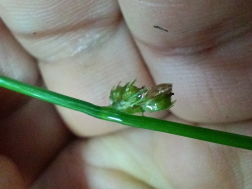 Juncus filiformis, photograph 6