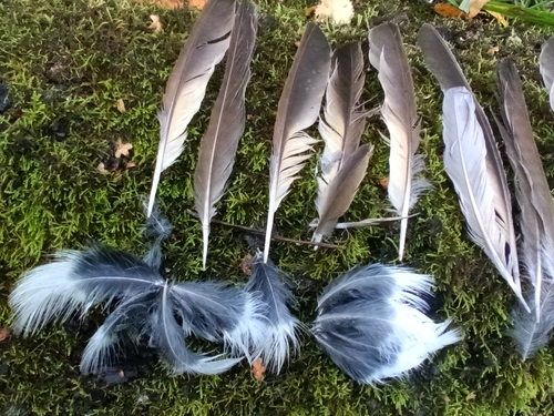 Plume de Grive musicienne