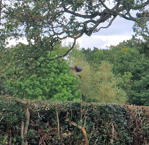 Eurasian Jay