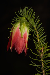 Darwinia oxylepis, photograph (c) Cal Wood, some rights reserved (CC BY)