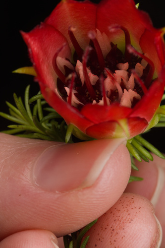 Darwinia oxylepis, photograph 5