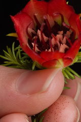 Darwinia oxylepis, photograph (c) Cal Wood, some rights reserved (CC BY)