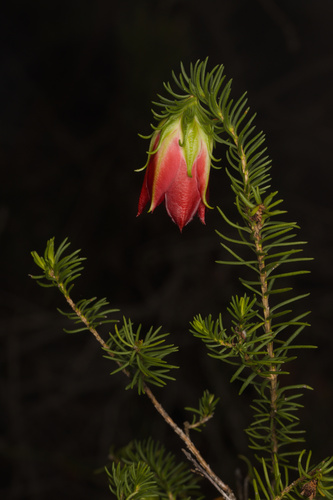 Darwinia oxylepis