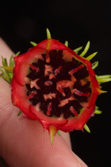 Darwinia oxylepis, photograph (c) Cal Wood, some rights reserved (CC BY)