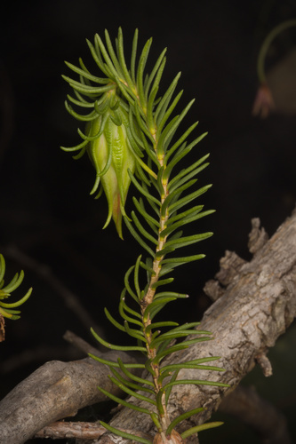 Darwinia oxylepis, photograph 3