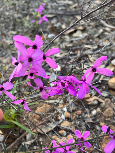 Pink-bells