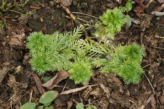 Hottonia palustris