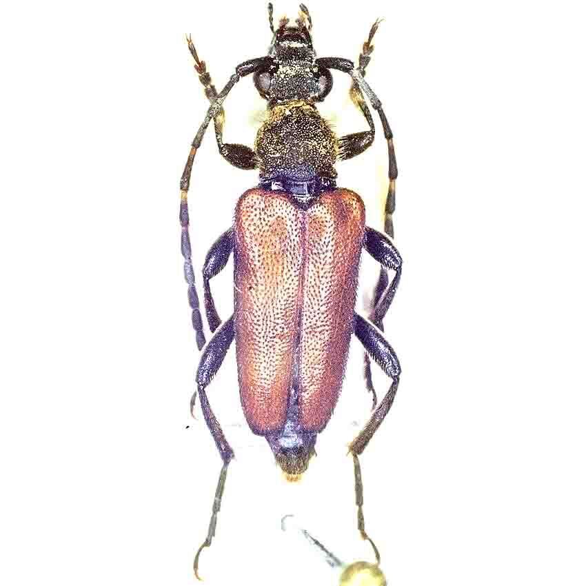 Paracorymbia ondreji