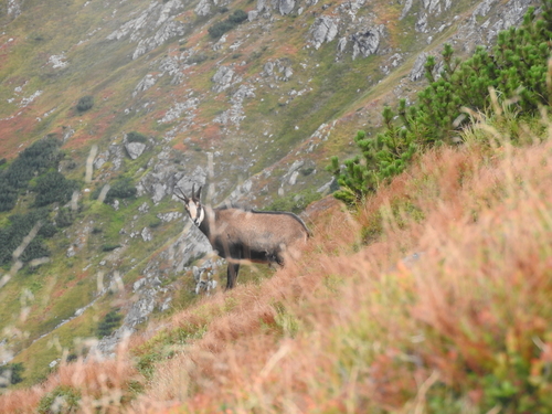 Northern Chamois