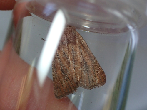Mere Wainscot, Schiermonnikoog, Niederlande, photo 7 of 10