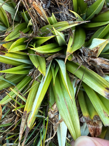 Astelia psychrocharis observed 2026-04-17