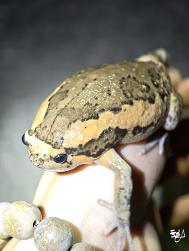 Asian Painted Frog