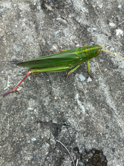 大棉蝗