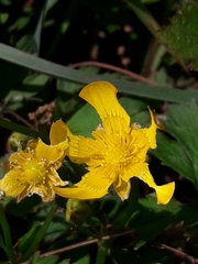 Anthaxia quadripunctata