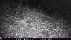 Bassariscus astutus flavus