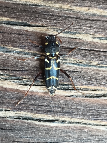 Xylotrechus antilope