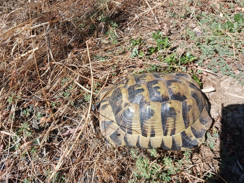 Hermann's Tortoise