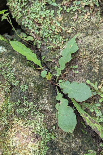 Ixeridium laevigatum