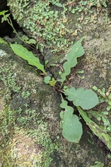 Ixeridium laevigatum