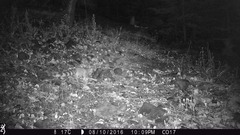 Bassariscus astutus flavus