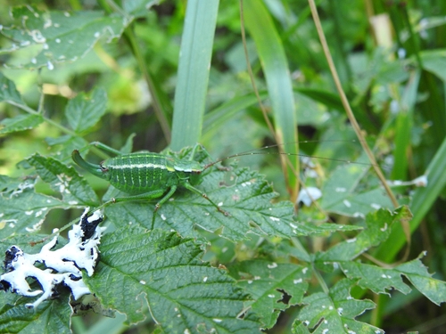 Eastern Saw-tailed Bush-cricket