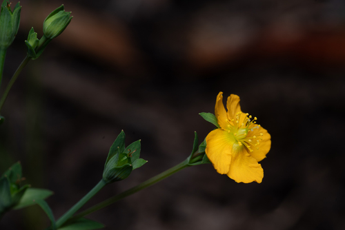 Hypericum gramineum, photograph 3