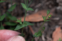 (c) Bruce Cathie, some rights reserved (CC BY) Hypericum gramineum, photograph (c) Bruce Cathie, some rights reserved (CC BY)