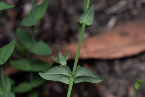 Hypericum gramineum, photograph 5