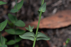 (c) Bruce Cathie, some rights reserved (CC BY) Hypericum gramineum, photograph (c) Bruce Cathie, some rights reserved (CC BY)