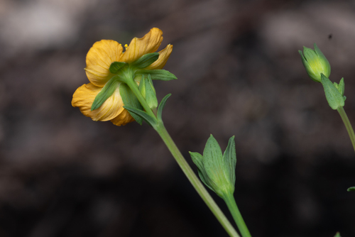Hypericum gramineum, photograph 2