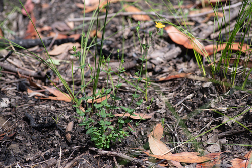 Hypericum gramineum, photograph 6