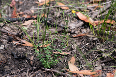 Hypericum gramineum, photograph (c) Bruce Cathie, some rights reserved (CC BY)