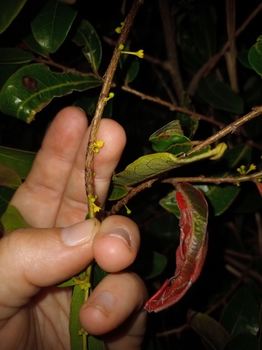 Glochidion billardierei observed 2026-09-14
