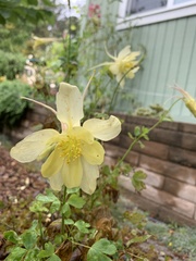 Aquilegia chrysantha
