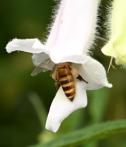 Asian Honey Bee