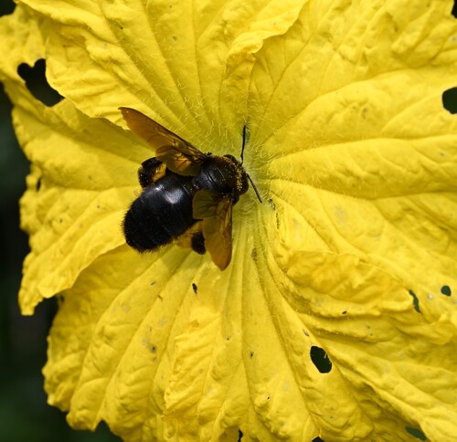 Bronze-winged Bamboo-Carpenter